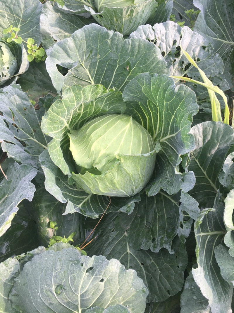 精品莲花白基地货大量出货中