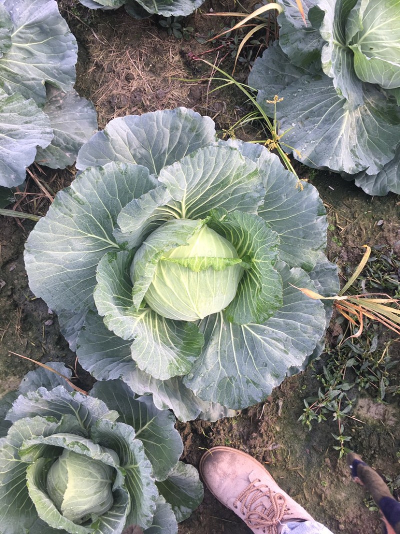 精品莲花白基地货大量出货中