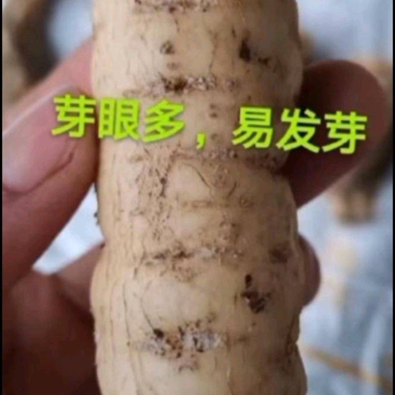 优质瓜蒌种苗品种优.出芽高.易栽培、包技术.包回收