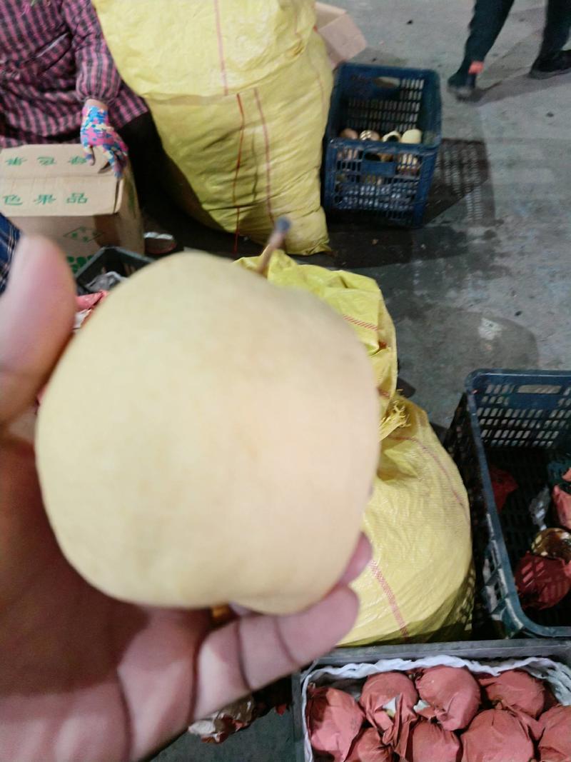陕西蒲城冷库纸袋蜜梨，大量出库走货中货源充足。