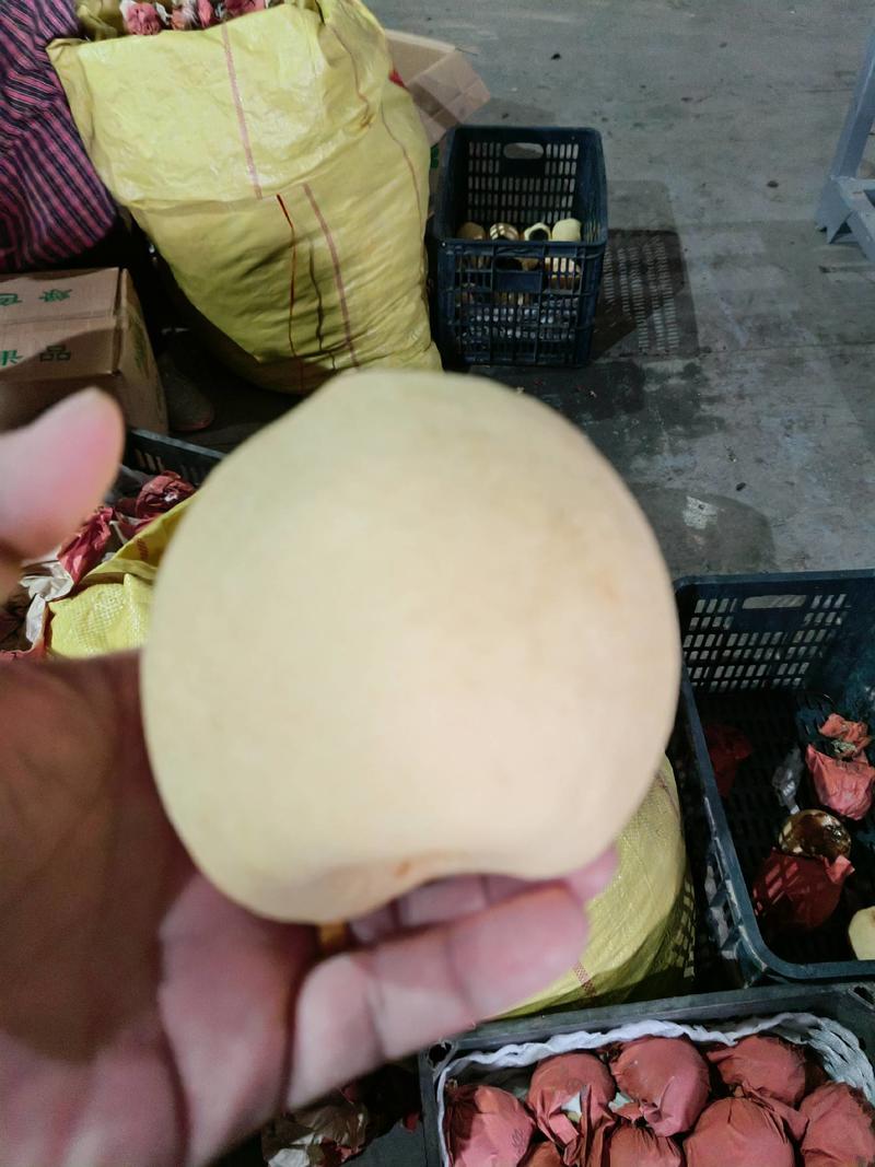 陕西蒲城冷库纸袋蜜梨，大量出库走货中货源充足。