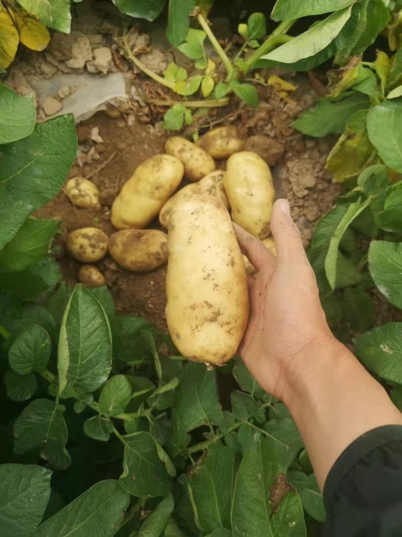 优质土豆大量现货，4两起步，出货量大皮毛干净