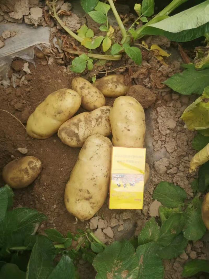 优质土豆大量现货，4两起步，出货量大皮毛干净