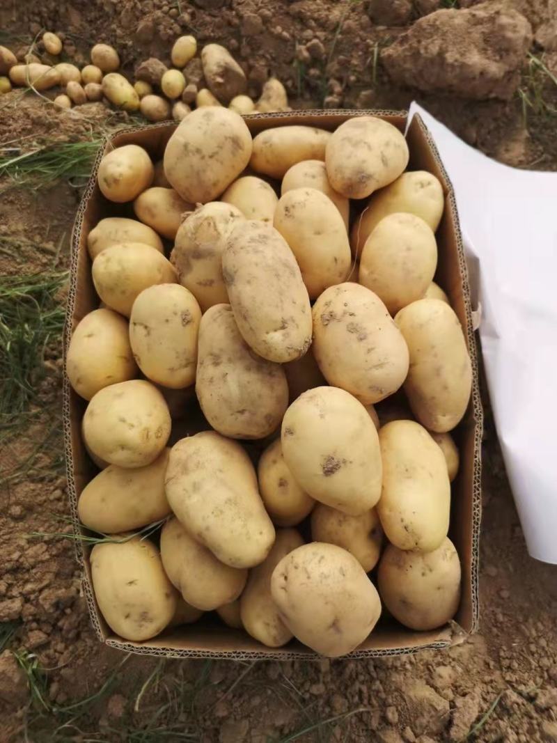 优质土豆大量现货，4两起步，出货量大皮毛干净