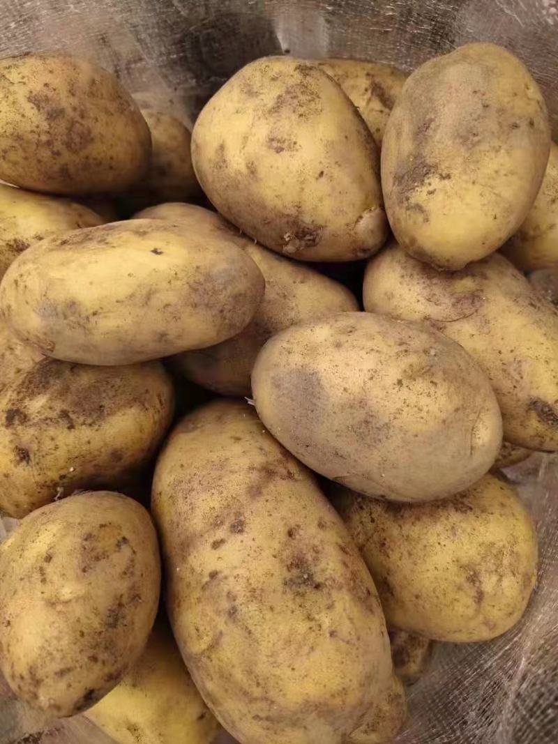 优质土豆大量现货，4两起步，出货量大皮毛干净