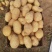 优质土豆大量现货，4两起步，出货量大皮毛干净