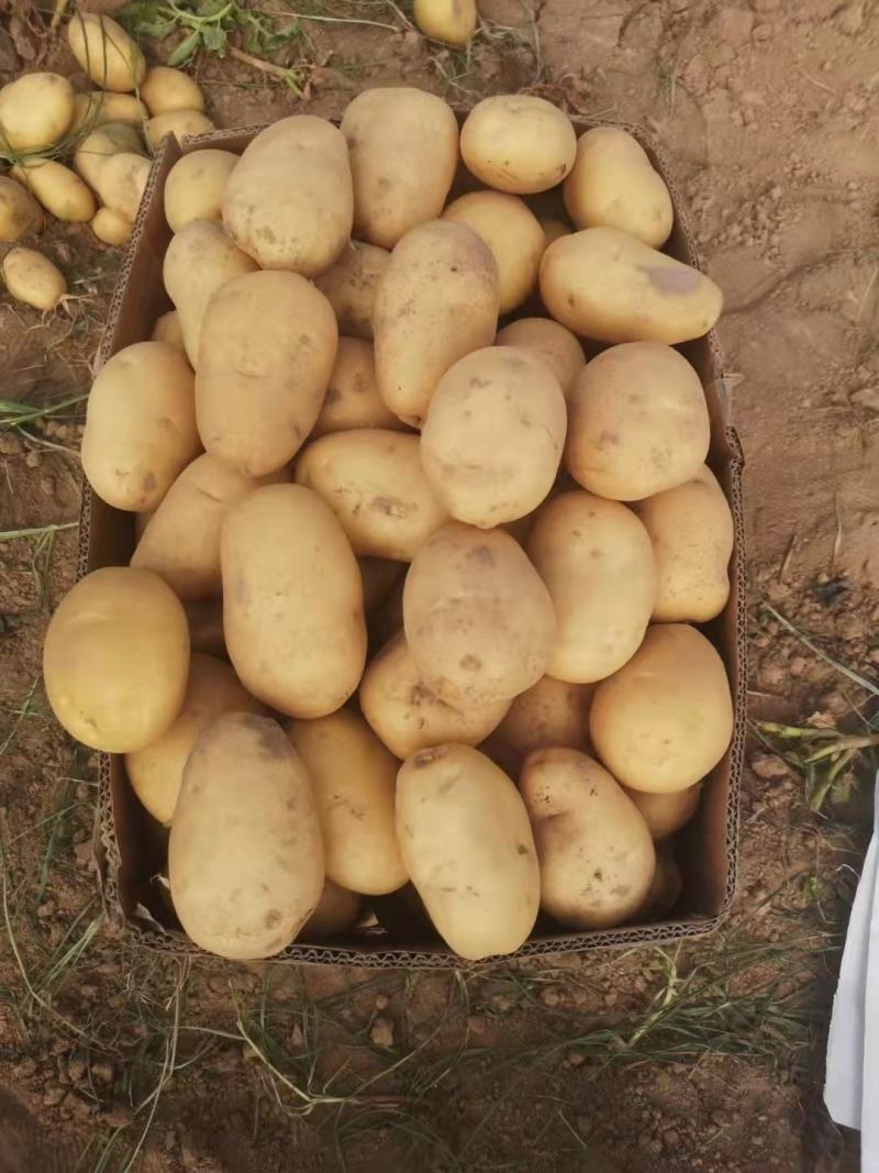 优质土豆大量现货，4两起步，出货量大皮毛干净