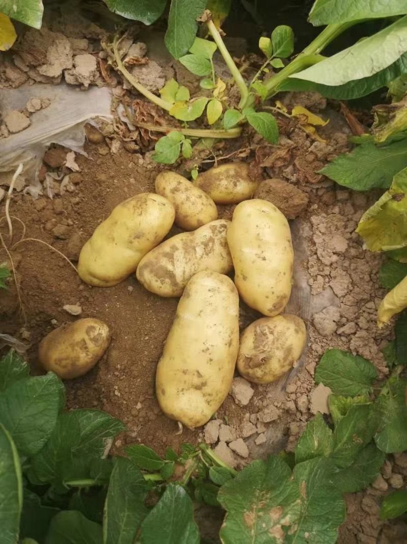 优质土豆大量现货，4两起步，出货量大皮毛干净