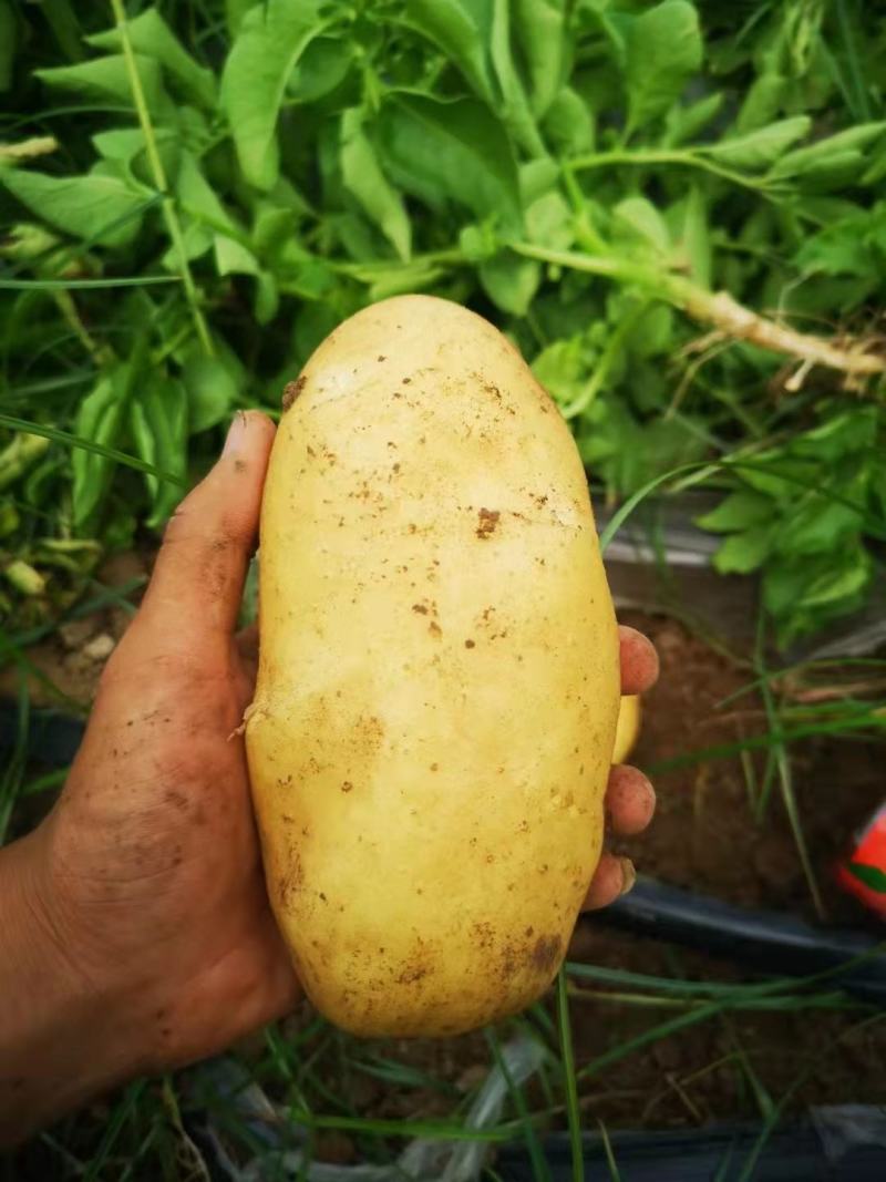 优质土豆大量现货，4两起步，出货量大皮毛干净
