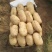 优质土豆大量现货，4两起步，出货量大皮毛干净