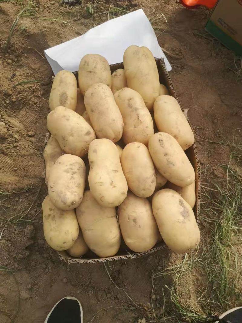 优质土豆大量现货，4两起步，出货量大皮毛干净