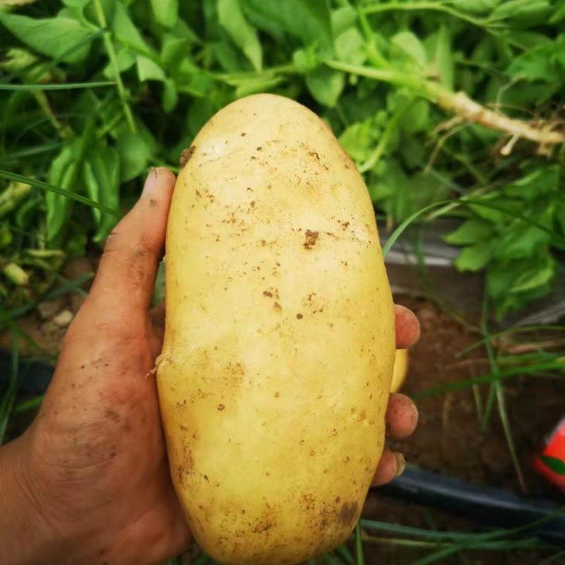 优质土豆大量现货，4两起步，出货量大皮毛干净