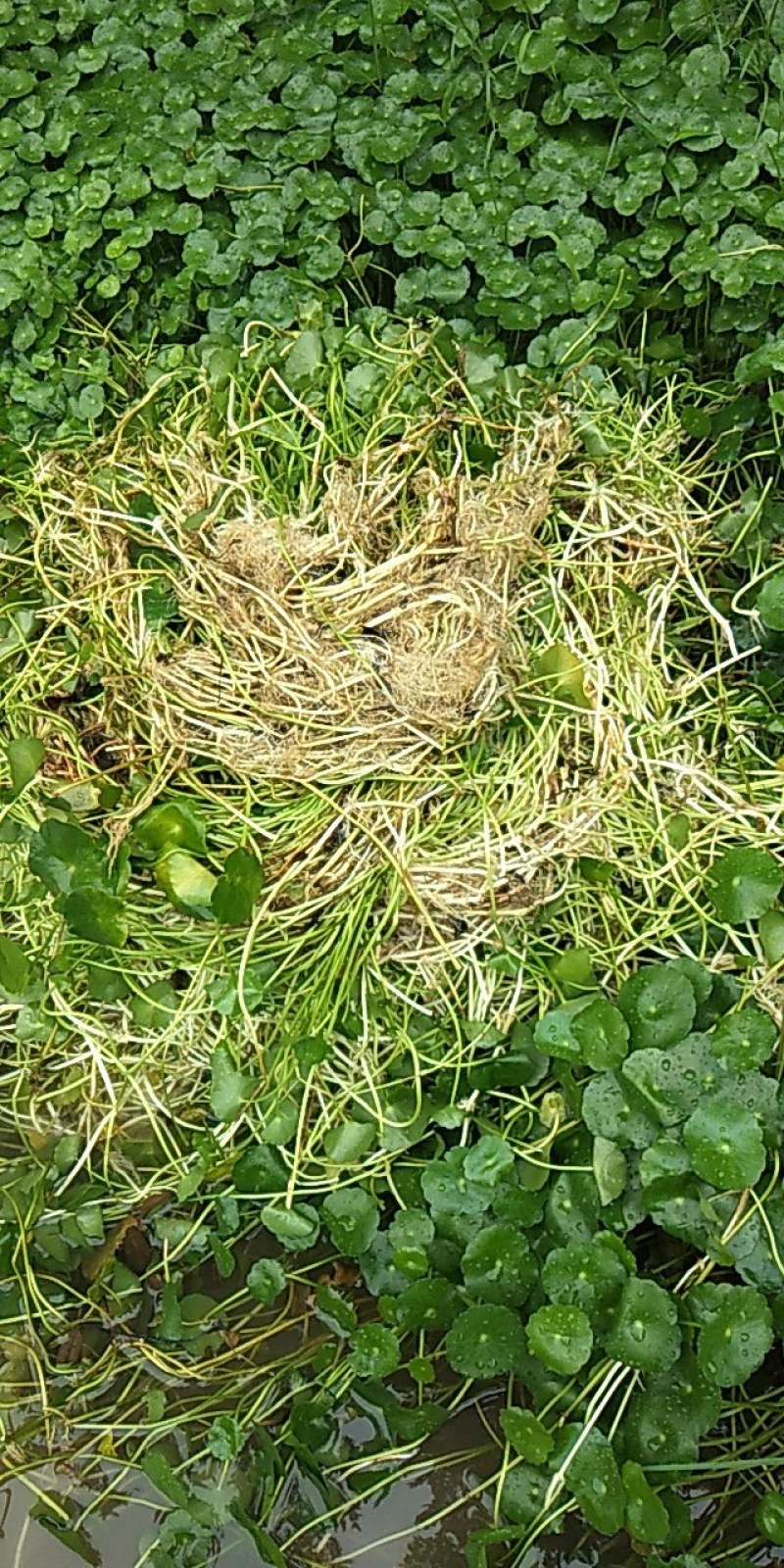铜钱草、水陪植物常年绿色、进化空气同时具有观赏价值
