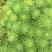 粉绿狐尾藻、常年生长、大量供应、价格实惠、