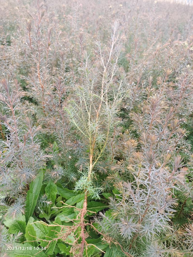 川柏苗，柏树苗，柏香树苗，优质柏木苗，需要什么规格详谈