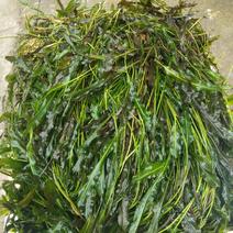 本公司主营：眼子菜、轮叶黑藻、苦草、粉绿狐尾藻穗等水生植