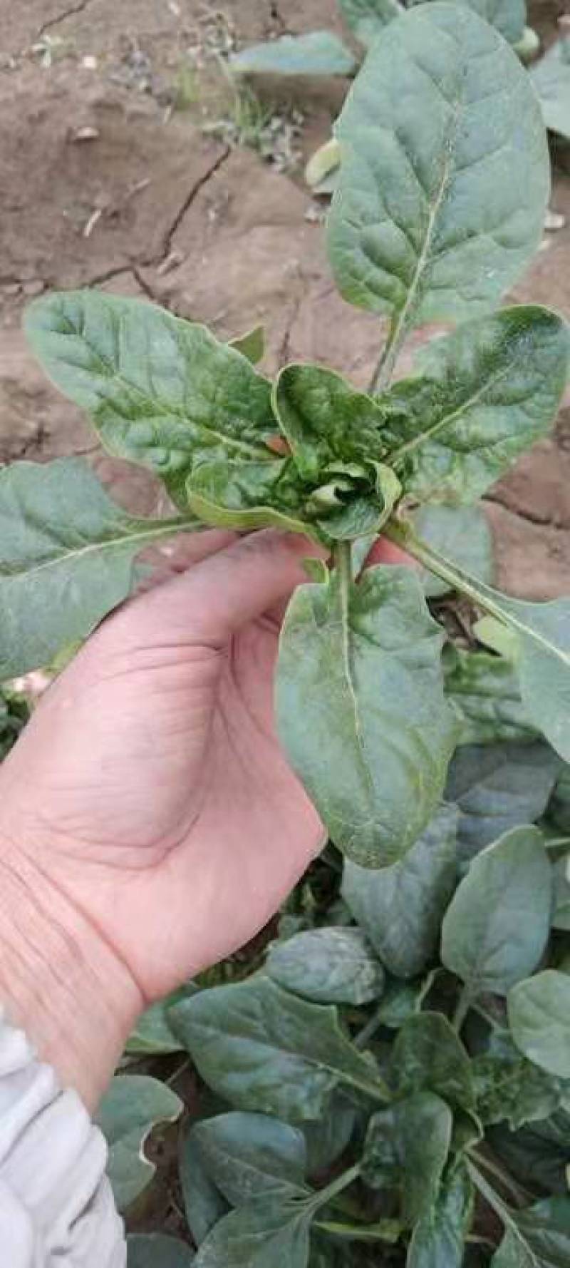 万亩菠菜产地直销，适合走超市，加工厂量大，