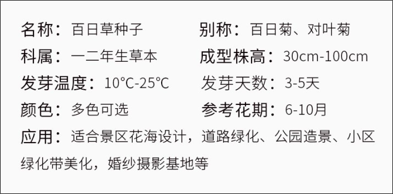 百日草花种子四季易活开花不断庭院花坛阳台种植景观花海