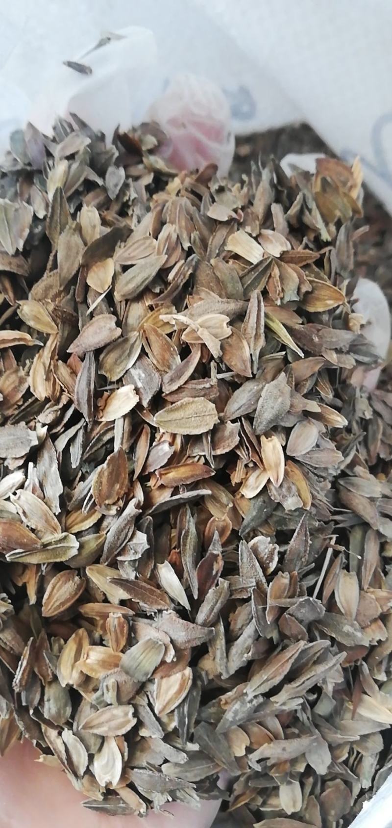 百日草花种子四季易活开花不断庭院花坛阳台种植景观花海