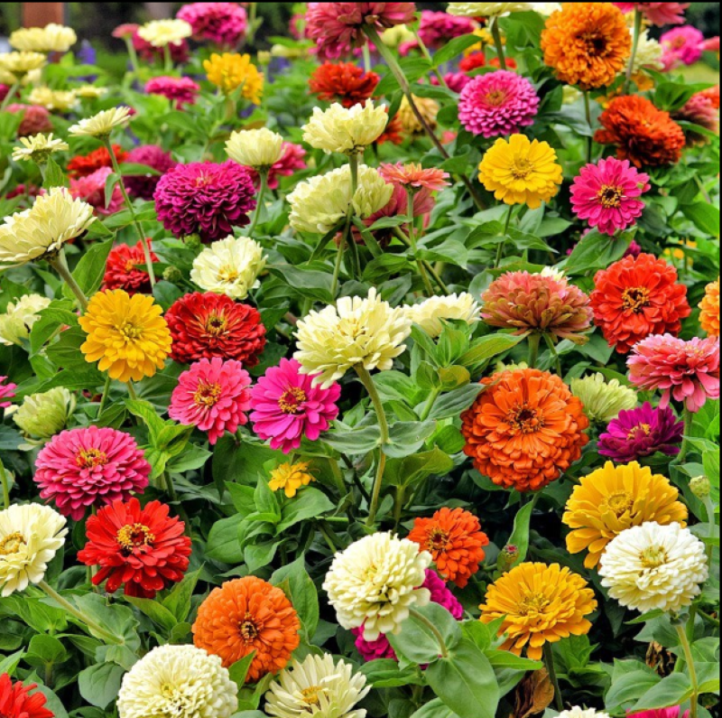 百日草花种子四季易活开花不断庭院花坛阳台种植景观花海