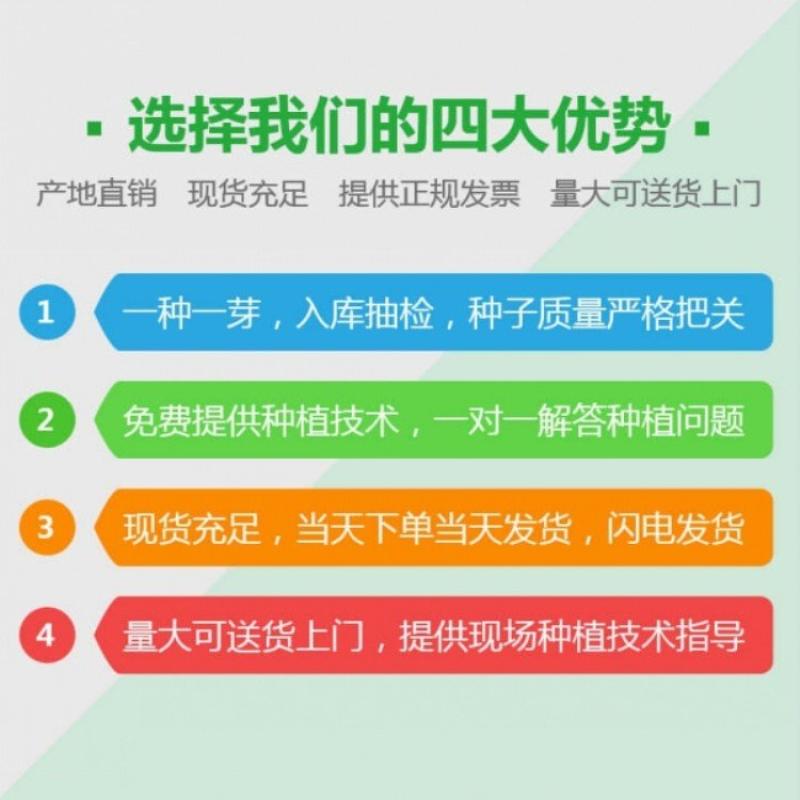 百日草花种子四季易活开花不断庭院花坛阳台种植景观花海