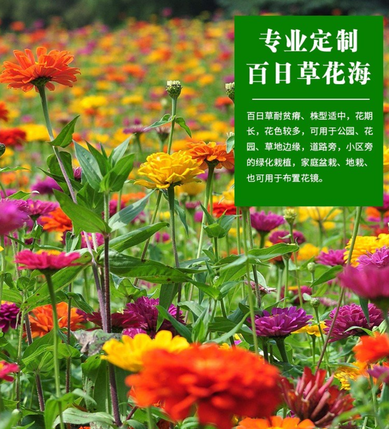 百日草花种子四季易活开花不断庭院花坛阳台种植景观花海
