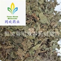 【紫苏叶】@【同欢药材】中药材批发供应规格齐全量大从优