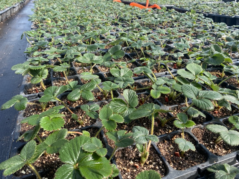 草莓脱毒组培苗展示图