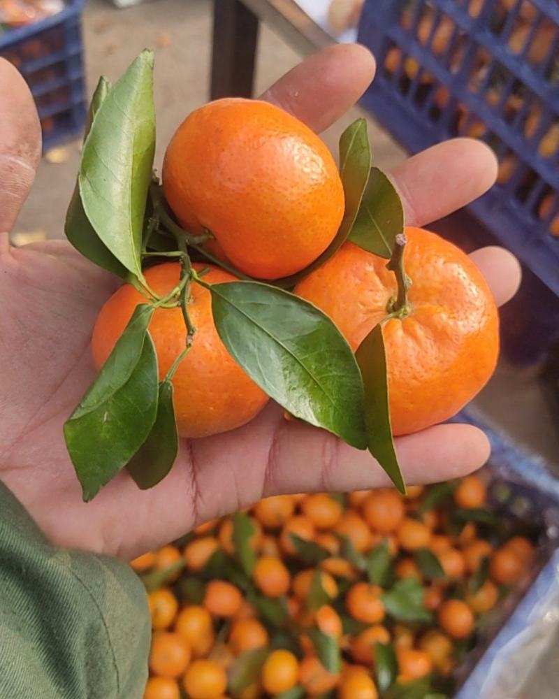 热销推荐精品砂糖橘口感超甜，皮薄汁多入口无渣，全国发货