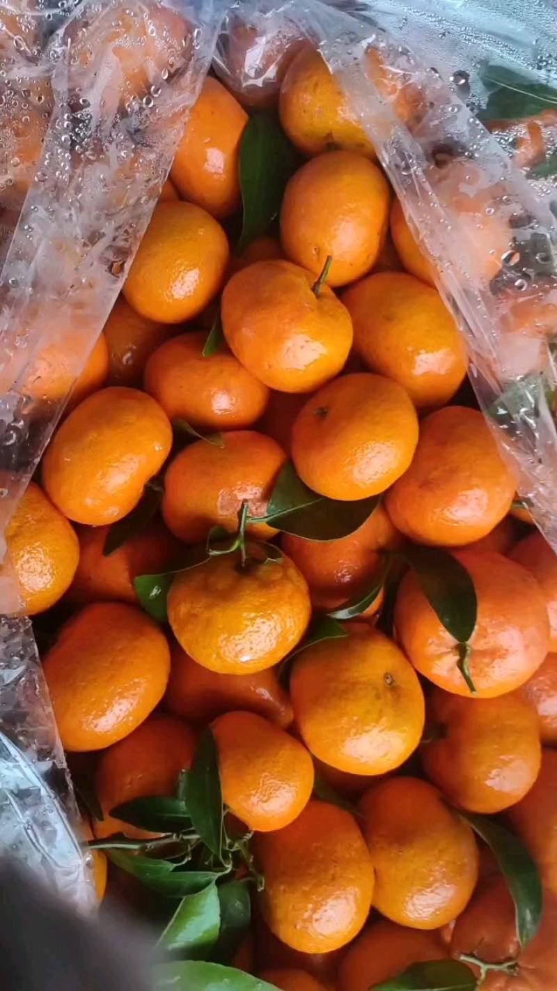 热销推荐精品砂糖橘口感超甜，皮薄汁多入口无渣，全国发货