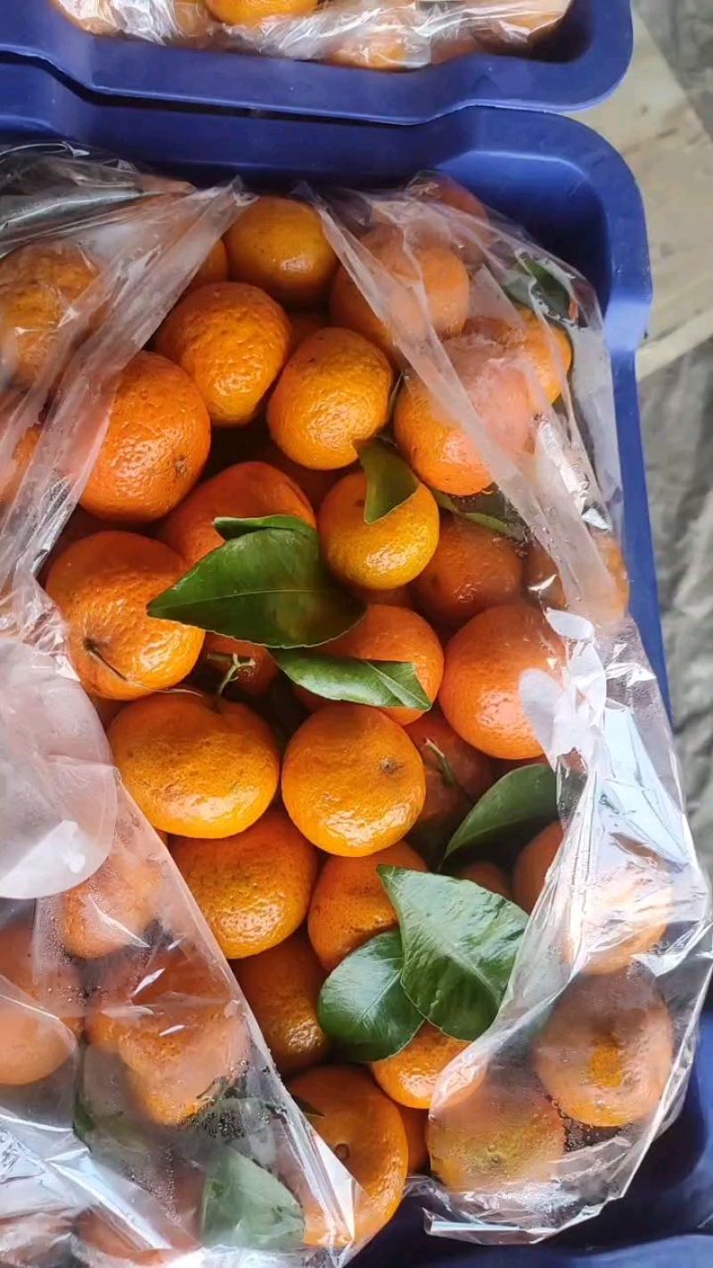 热销推荐精品砂糖橘口感超甜，皮薄汁多入口无渣，全国发货