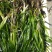 临桂水生植物.矮生苦草.四季苦草.刺苦草.干净无杂物.