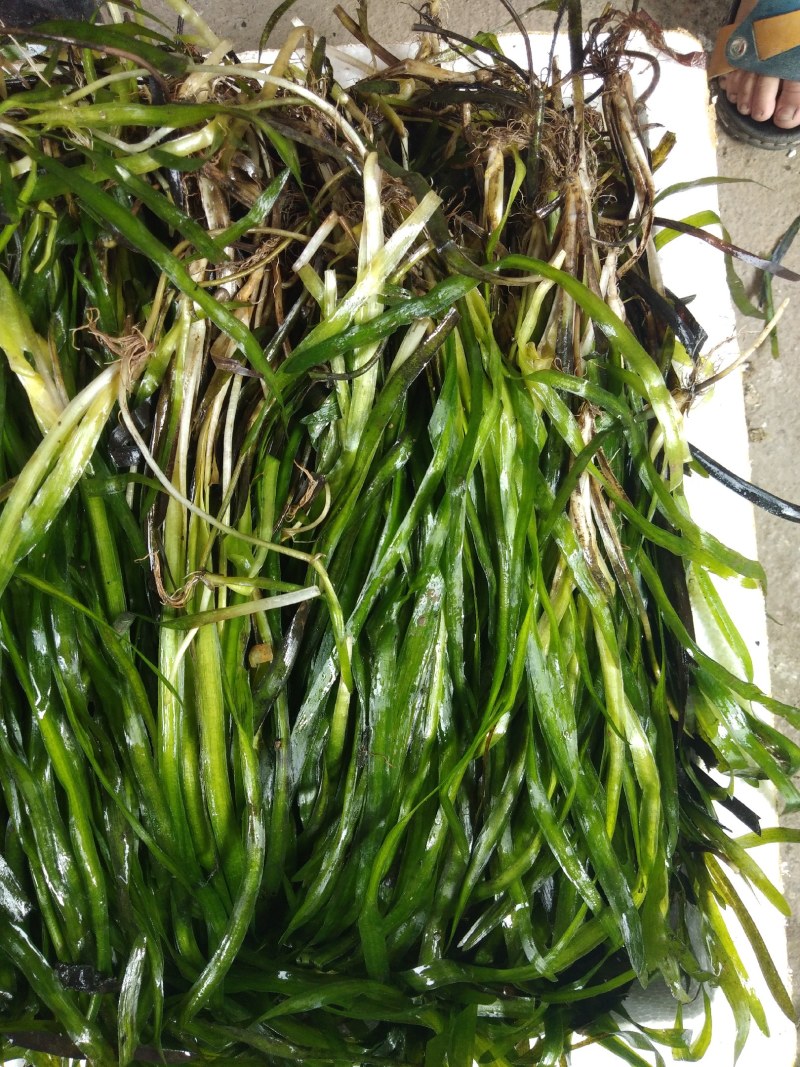临桂水生植物.矮生苦草.四季苦草.刺苦草.干净无杂物.