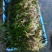 临桂水生植物.矮生苦草.四季苦草.刺苦草.干净无杂物.