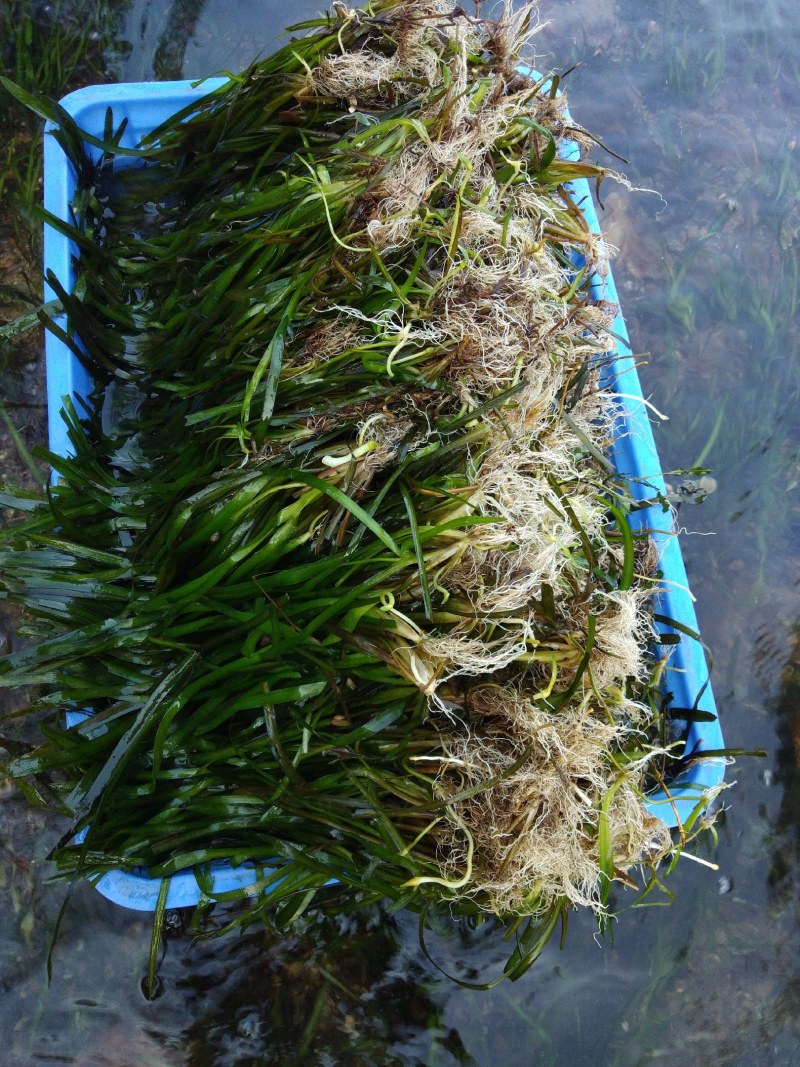 临桂水生植物.矮生苦草.四季苦草.刺苦草.干净无杂物.