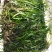 临桂水生植物.矮生苦草.四季苦草.刺苦草.干净无杂物.