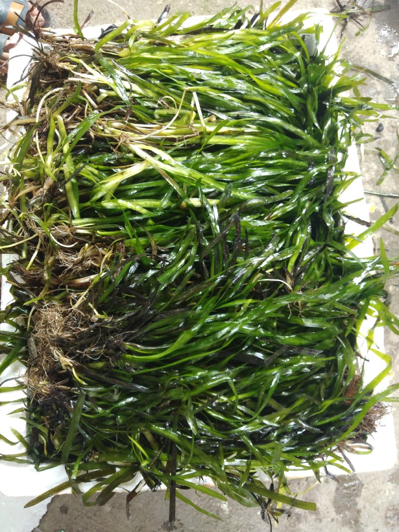 临桂水生植物.矮生苦草.四季苦草.刺苦草.干净无杂物.