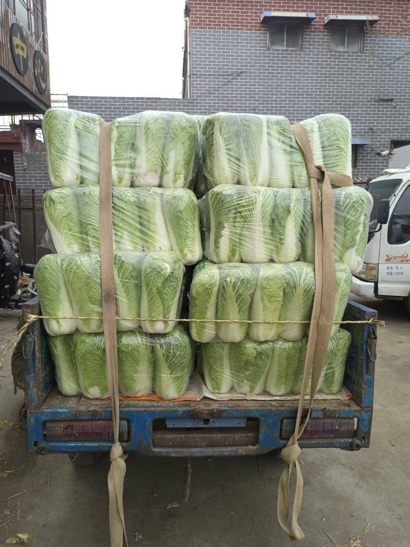 山东滕州精品大白菜大量上市超市市场产地直发欢迎下单
