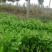 香芹种子芹菜种子蔬菜基地专用品种10-80克