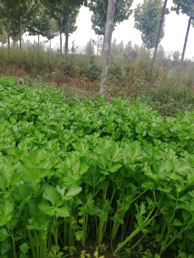 香芹种子芹菜种子蔬菜基地专用品种10-80克