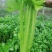 香芹种子芹菜种子蔬菜基地专用品种10-80克