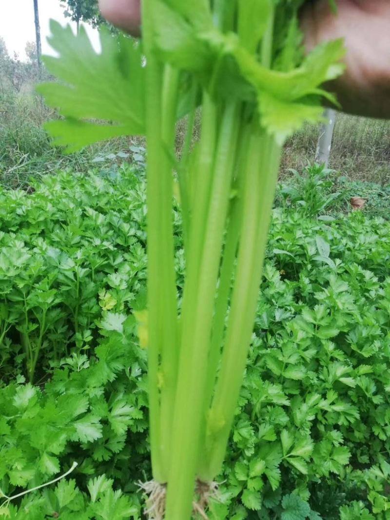 香芹种子芹菜种子蔬菜基地专用品种10-80克