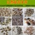 香芹种子芹菜种子蔬菜基地专用品种10-80克