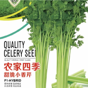 香芹种子芹菜种子蔬菜基地专用品种10-80克