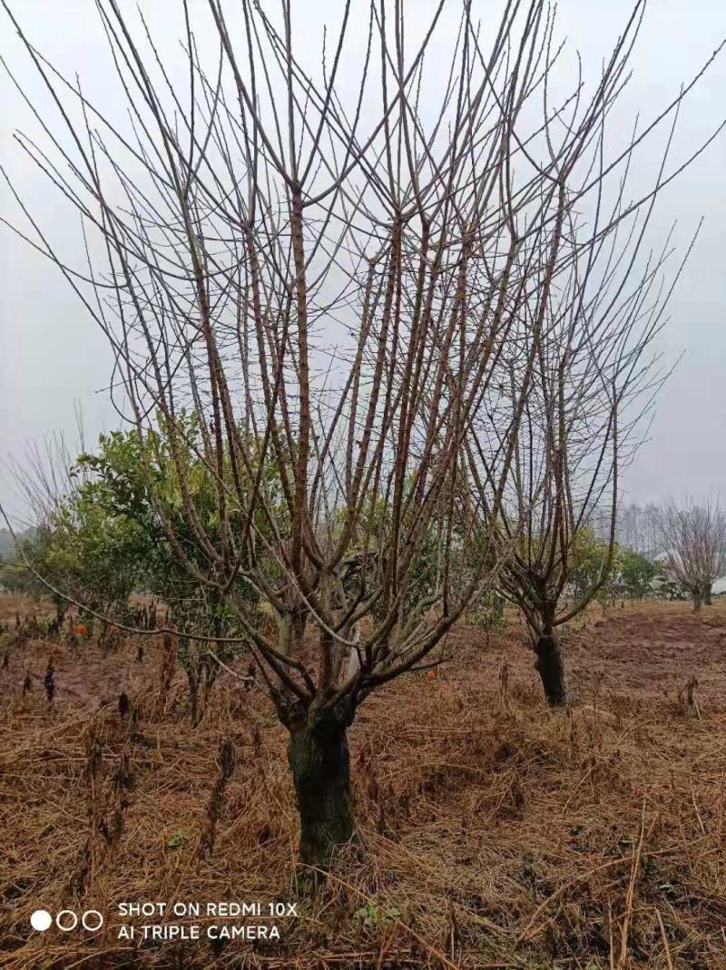基地直销各规格嫁接红梅