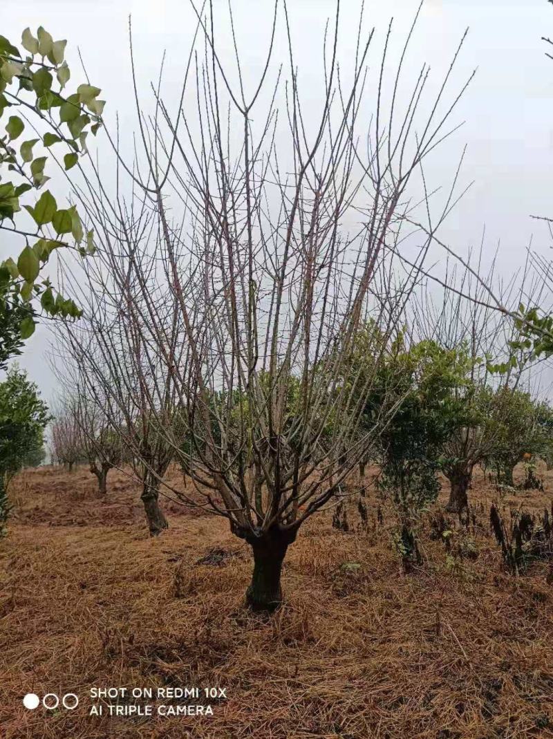 基地直销各规格嫁接红梅