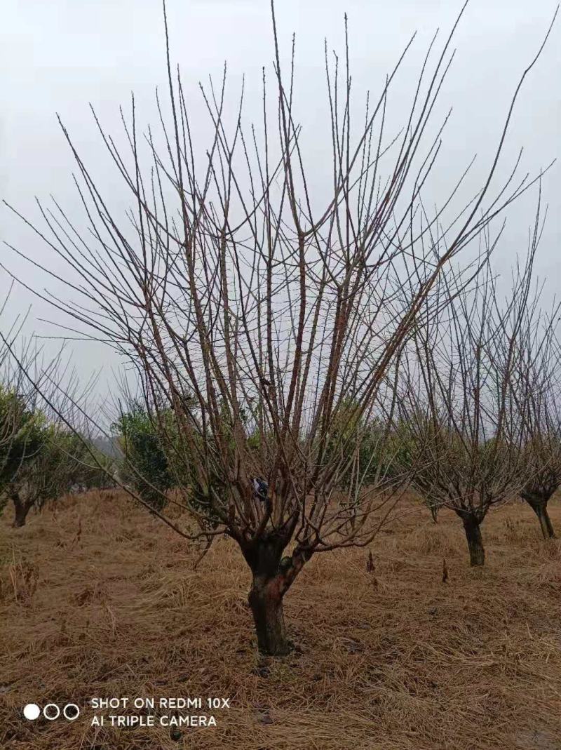 基地直销各规格嫁接红梅