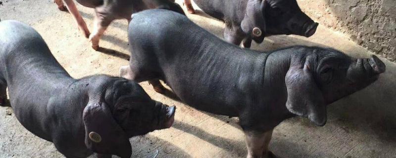 太湖母猪与三元仔猪对比图