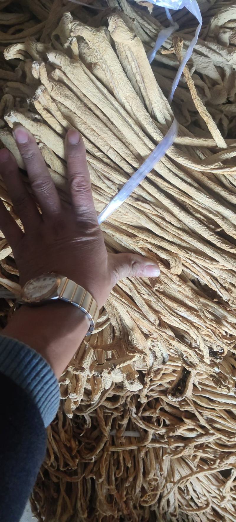 辽宁绥中县大根条大量有货长度好干度好条质好想要的联系