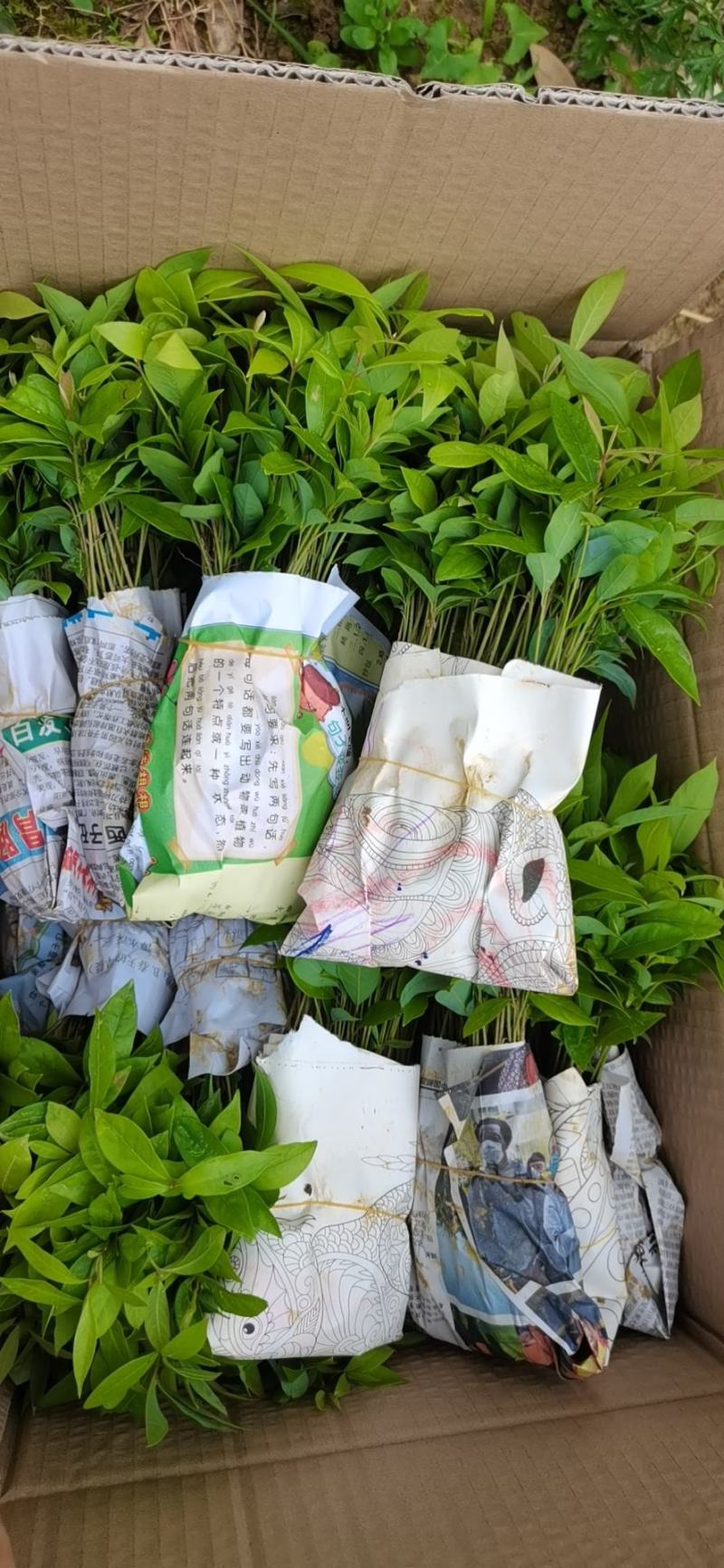 楠木苗，金丝楠木小苗，小叶桢楠树苗保湿包邮发货